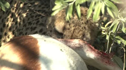 Cheetah eating kill close up Stock Footage 10969820