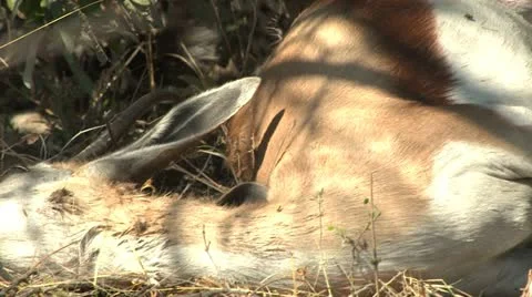 Cheetah eating kill Stock Footage 10969624