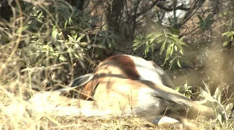 Cheetah eating kill Stock Footage 10969829