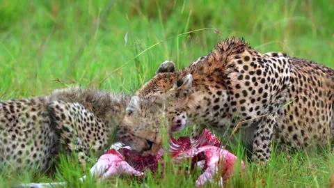 Cheetah eating the  kill Stock Footage 311731923
