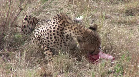 Cheetah eating kill on the masai mara Kenya Stock Footage 51307527