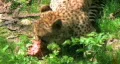 Cheetah Eating Raw Meat HD Footage