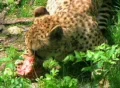 Cheetah Eating Raw Meat Footage