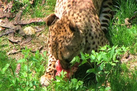 Cheetah Eating Raw Meat Stock-Footage 2755439