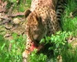 Cheetah Eating Raw Meat SD Footage