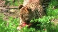 Cheetah Eating Raw Meat HD Footage