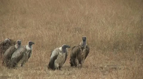 Cheetah eating while vultures move closer, part 2 動画素材 10607721