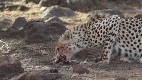 Cheetah Eats Scraps 库存影片 70602518