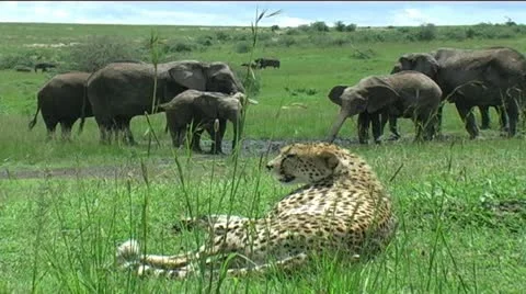 Cheetah &amp; Elephant Herd Stock Footage 12384593