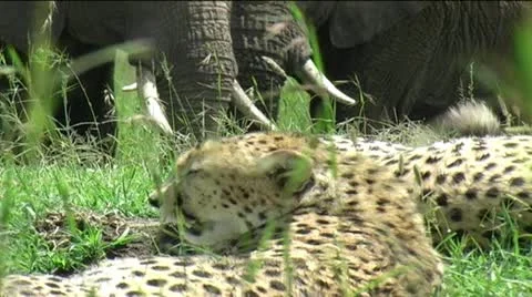 Cheetah with Elephants Stock Footage 12412496