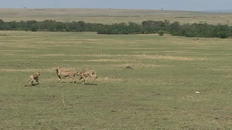 CHEETAH EXCITEMENT Video stock 20491452