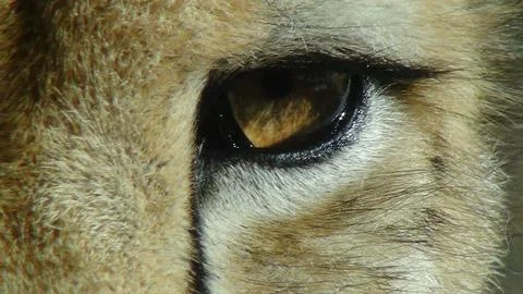 Cheetah eye close Stock Photos