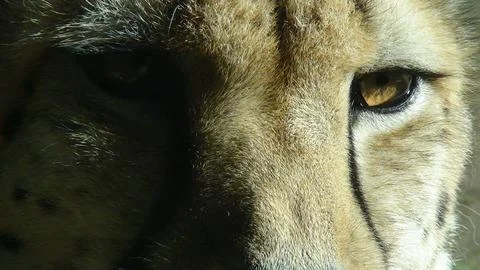 Cheetah face extreme close Stock Photos