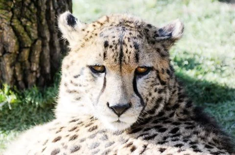 Cheetah face Stock Photos