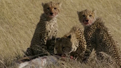 Cheetah Family On A Kill in The Serengeti Stock Footage