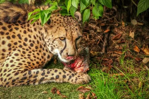 Cheetah feasting on meat Stock Photos