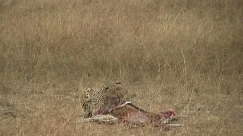 Cheetah feeding at fresh kill 動画素材 10607994