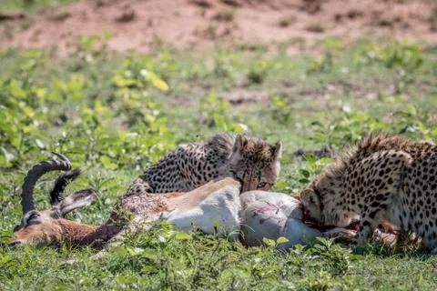 Cheetah feeding on an Impala kill. Stock Photos