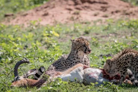 Cheetah feeding on an Impala kill. Stock Photos