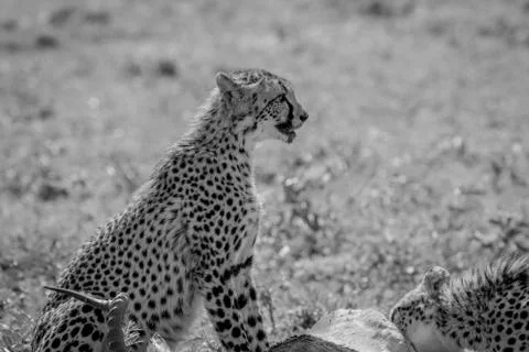 Cheetah feeding on an Impala kill. Stock Photos