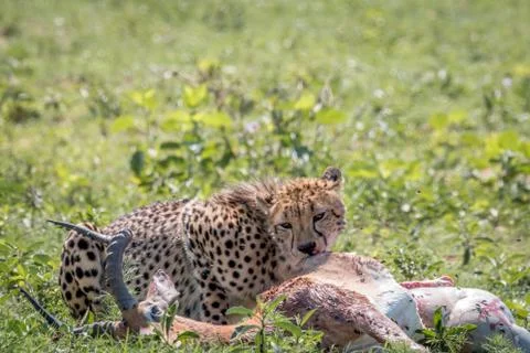 Cheetah feeding on an Impala kill. Stock Photos