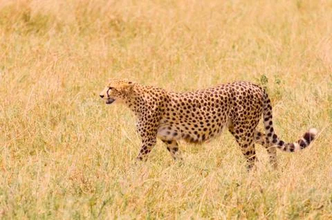 Cheetah in the field Stock Photos