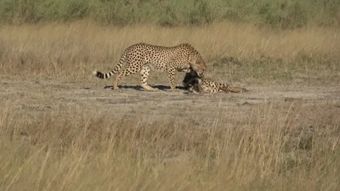 Cheetah flops down and is ambushed in playful pounce by brother — Part 8 Stock Footage 322978962