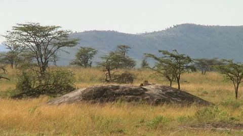 Cheetah Stock Footage 10578432