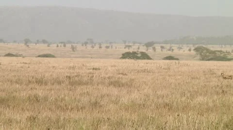 Cheetah Stock Footage 10578437