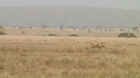 Cheetah Stock Footage 10578444