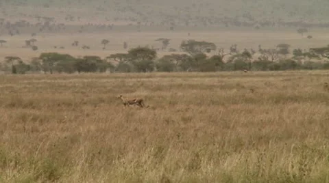 Cheetah Video stock 10578507