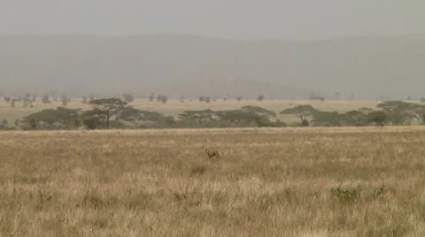 Cheetah Stock Footage 10578650