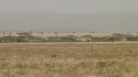 Cheetah Stock Footage 10578655