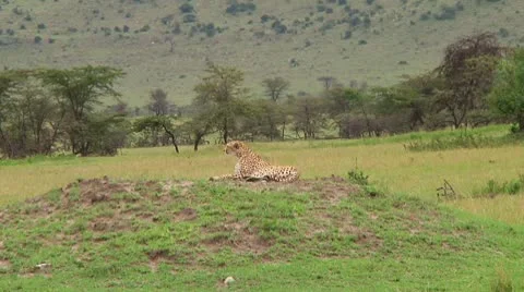 Cheetah Stock Footage 10578724