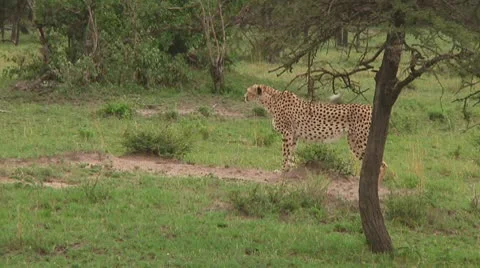 Cheetah Stock Footage 10579061
