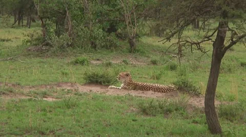 Cheetah Stock Footage 10579077