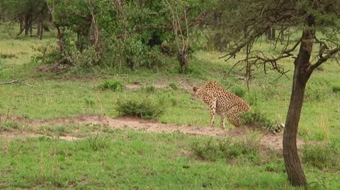 Cheetah Stock Footage 10579087