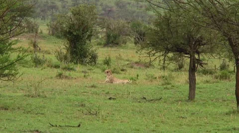 Cheetah Stock Footage 10579104