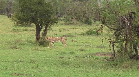 Cheetah Stock Footage 10579176