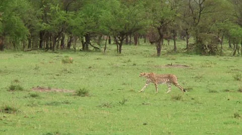 Cheetah Stock Footage 10579269