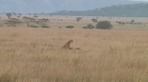 Cheetah Video stock 10579412