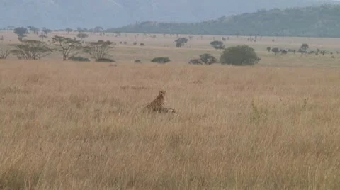 Cheetah Stock Footage 10579468