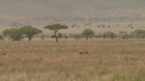 Cheetah Stock Footage 10592191