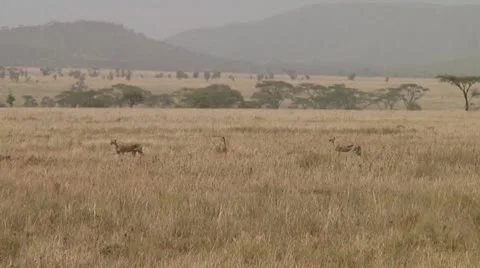 Cheetah Stock Footage 10592202