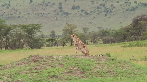 Cheetah Stock Footage 10592570
