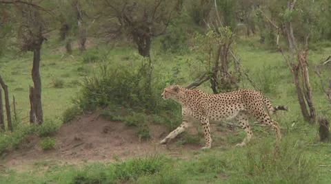Cheetah Stock Footage 10592943