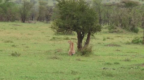 Cheetah Stock Footage 10593281