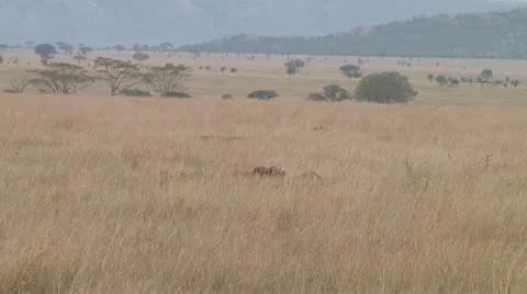 Cheetah Stock Footage 10708614