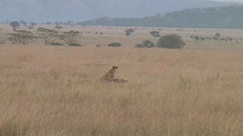 Cheetah Stock Footage 10708686