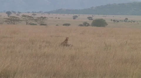 Cheetah Stock Footage 10708716
